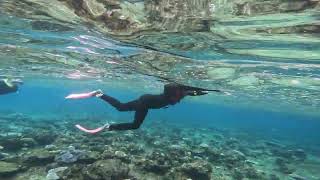 Great Barrier Reef Snorkeling [upl. by Fording]