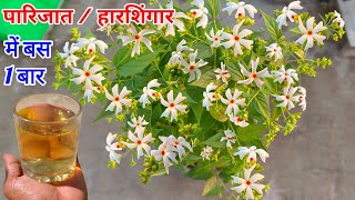 हारसिंगार  पारिजात फूलोंकलियों से भर जायेगा एक बार में ही । Harsingar Plant Kaise Lagaye Gamle me [upl. by Elleirol]