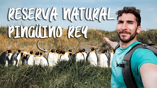 Reserva Natural Pingüino Rey  Región de Magallanes en 1 semana  Parte 1 [upl. by Ydiarf606]