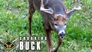 AUDIO of quotCroakingquot Buck [upl. by Witt]