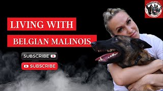 Living with a Belgian Malinois [upl. by Flieger]