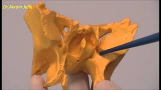 Osteology of the Skull 9 Sphenoid Bone [upl. by Kimball446]