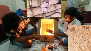 How To Make Home Made Incubator For Birds Birds Egg Incubator At The Cheapest Price  Rs600 Ever [upl. by Sashenka]