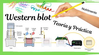 Western blot Teoría y Práctica [upl. by Skippie]