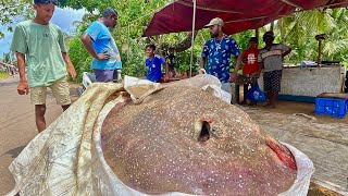 OMG A Very Rare huge 200kg Stingray fish like you never seen the fishing village in Sri Lanka [upl. by Eiralc]