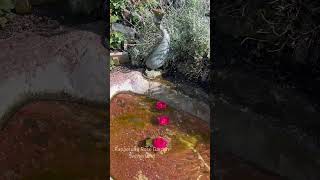 Rose garden fountain  Rapperswil Switzerland [upl. by Voe]