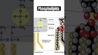 Phospholipids amphipathic building blocks of 🦠 membranes biology science see lecture [upl. by Andra]