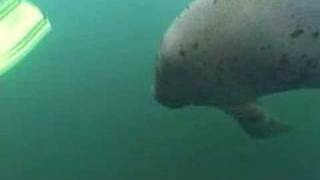 Schnorcheln mit Manatees [upl. by Douglas]