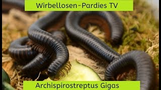 Haltungstipps für Archispirostreptus GigasAfrikanischer Riesentausendfüßer [upl. by Reid]