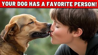 Yes Your Dog Has a Favorite Person 6 Signs Its YOU [upl. by Ardnnek]