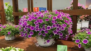 New Proven Winners Plants 2024 Featured at Cultivate [upl. by Negam]