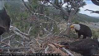 Raven attack Big Bear Bald Eagle Live Nest Cam [upl. by Omocaig]