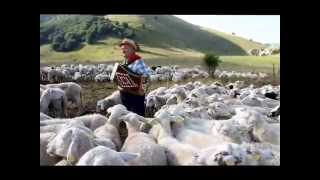 Pasquella tra le pecore di Castelluccio [upl. by Buddy351]