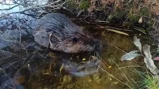 Jerkface the beaver stole my rose bush and ate it right in front of me [upl. by Mal]