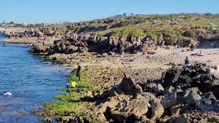 Abalone Season in Perth Western Australia 2022 [upl. by Atteras470]