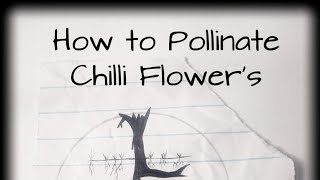 How to pollinate Chilli flowers 🌶ep 4 [upl. by Adnahsat]