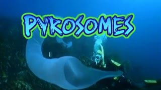 Pyrosome Facts [upl. by Hammock]