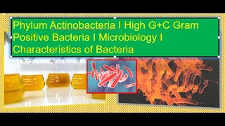 Phylum Actinobacteria I High GC Gram Positive Bacteria I Microbiology I Characteristics of Bacteria [upl. by Anuaf]