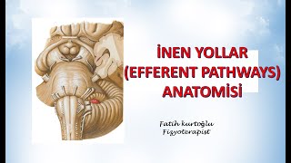 İnen Yollar  Efferent Pathways  Nöroanatomi Konu Anlatımı  10 [upl. by Lien705]