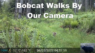 Bobcat aka Lynx Rufus and Red Lynx Walking By Our Camera [upl. by Otanod612]