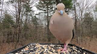 Mourning Dove call [upl. by Eima]