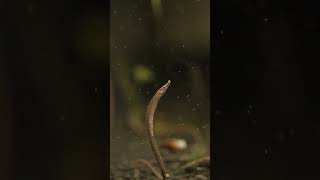 freshwater pipefish aquariumhobby aquarium pipefish seahorse plantedtank [upl. by Naujuj260]