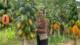 Harvesting papaya fruit gardens to sell at the market garden amp cook [upl. by Barry]