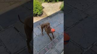 Playing catch with a VIZSLA vizsla huntingdog vizslapuppy [upl. by Asyram]