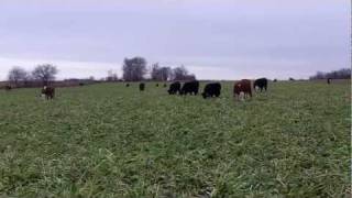 Cattle Grazing Cover Crops  Oats Cereal Rye and Turnips [upl. by Ewolram]