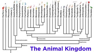 Major Divisions of Kingdom Animalia and the Problem With Animal Phyla [upl. by Llenram]