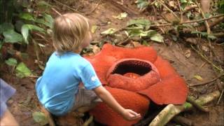 rafflesia te voetCameron Highlands Maleisië [upl. by Fiore816]