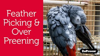 Feather Picking or OverPreening in Pet Birds  Bird Owner Tips [upl. by Viridis]