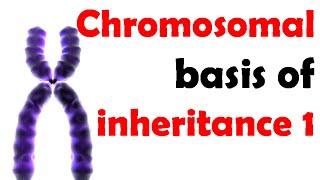 Chromosomal basis of inheritance 1 [upl. by Aetnahc]