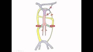 Medical Embryology  Development of Cardinal Veins and the Large Veins [upl. by Madora]