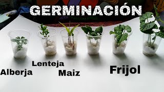 COMO HACER EL EXPERIMENTO DE GERMINACIÓN DEL FRIJOL EN ALGODÓN 2020 [upl. by Htnnek534]