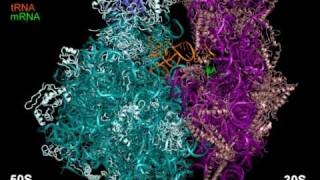 70S ribosome rotating 3x [upl. by Dnomse716]