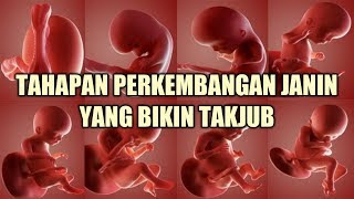 Perkembangan Janin dalam Kandungan  9 Tahap yang Bikin Takjub [upl. by Oletta]