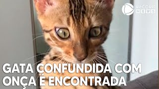 Gata confundida com onça e deixada em mata é encontrada [upl. by Gile388]