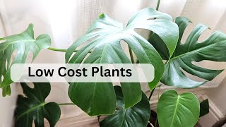 Budget Friendly Houseplants That Are Easy To Care For [upl. by Kentigera]