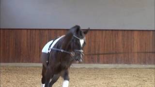 In Step  Video Dressage Talents  Nina Huber [upl. by Aihseit629]