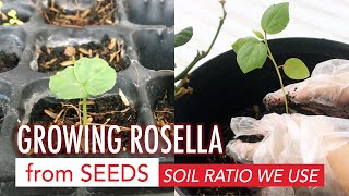 Growing Rosella from Seeds ☘️ What ratio we use for potting soil [upl. by Donetta]