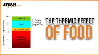 The Thermic Effect of Food TEF  Storm Fitness Academy [upl. by Ardnik]