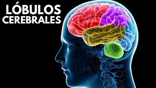 Los LÓBULOS CEREBRALES sus funciones ubicación y características🧠 [upl. by Tenn83]