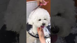 Bichon frise grooming 😱💫 [upl. by Adnawuj]