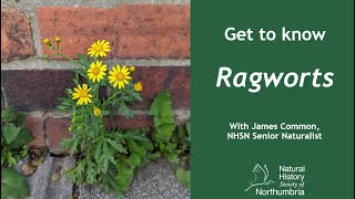 Get to Know Ragworts [upl. by Lais]