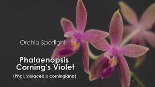 Phalaenopsis Cornings Violet Phal violacea × corningiana  Orchid Spotlight [upl. by Miculek]