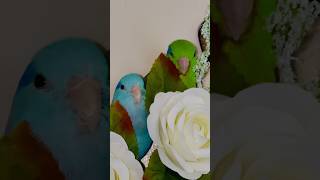 Little bird lots of love🦜❤️parrotlet birds parrot [upl. by Marcell]