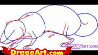 How to Draw a Ferret step by step [upl. by Newmark]