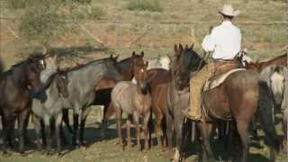 Tongue River Ranch  American Quarter Horse Program [upl. by Elleunamme]