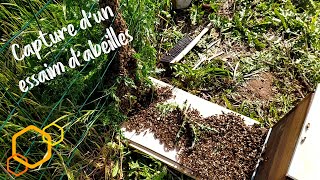 Capture dun essaim dabeilles récalcitrant Apiculture [upl. by Karilla]